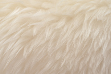 White real wool with beige top texture background. light cream natural sheep wool.  seamless plush cotton, texture of fluffy fur for designers
