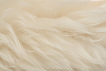 White real wool with beige top texture background. light cream natural sheep wool.  seamless plush cotton, texture of fluffy fur for designers