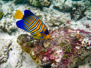 Fototapeta na wymiar The underwater photo with one beautiful colorful angel fish and corals was taken in the Red sea in Egypt