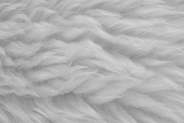Obraz premium White real wool with beige top texture background. light cream natural sheep wool. seamless plush cotton, texture of fluffy fur for designers
