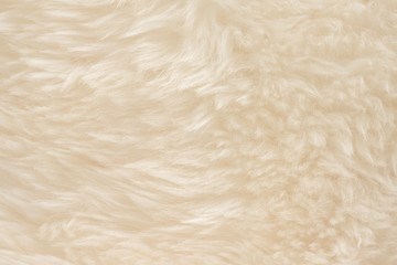 White real wool with beige top texture background. light cream natural sheep wool.  seamless plush cotton, texture of fluffy fur for designers