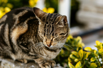 Bengal cat sleeps in flowers