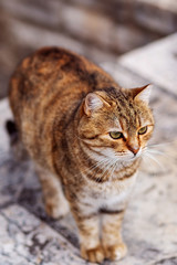 Red and striped cat close-up
