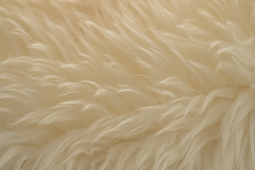 White real wool with beige top texture background. light cream natural sheep wool.  seamless plush cotton, texture of fluffy fur for designers