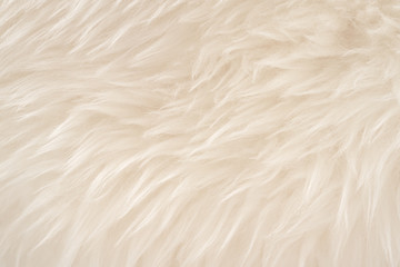 White real wool with beige top texture background. light cream natural sheep wool.  seamless plush cotton, texture of fluffy fur for designers