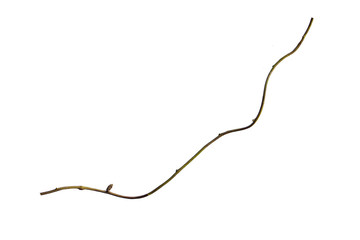 wood root. Huge vines liana plant jungle tree branches isolated on white background, clipping path included