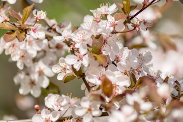 beautiful natural background of blooming apple tree in spring