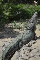 Wild Crocodile
