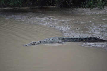 Wild Crocodile