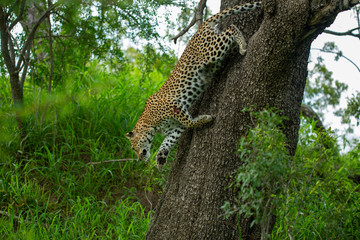 Fototapeta na wymiar A leopard female and her male cub around a kill. Showing off their athletic nature jumping around and out of trees. 