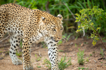 A leopard female and her male cub around a kill. Showing off their athletic nature jumping around and out of trees. 