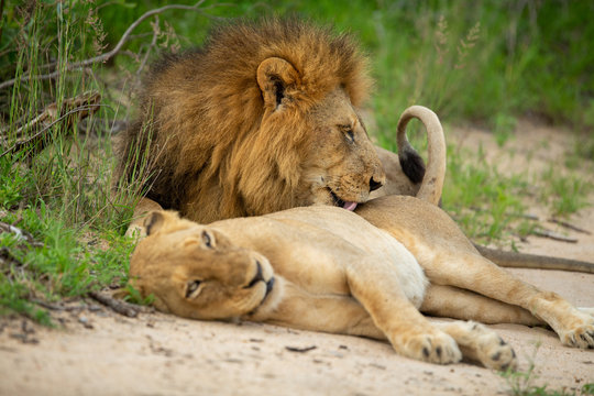 A honeymoon of lions. The female is not enjoying the constant attention from the male. 
