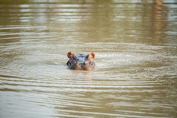 A large inquisitive hippo lifting his head out of the water.