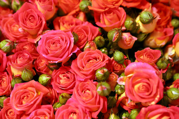 Obraz na płótnie Canvas Beautiful fresh red roses as background, closeup. Floral decor