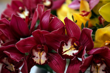 Beautiful red orchids as background, closeup. Floral decor