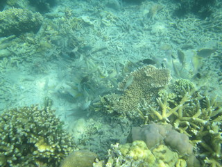 Fototapeta na wymiar The view of the underwater coral on the island of a thousand Indonesia