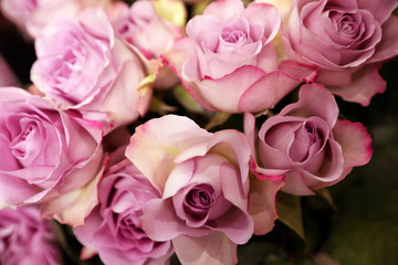 Beautiful fresh violet roses as background, closeup. Floral decor