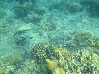 Fototapeta na wymiar Coral reef in the center of Indonesia