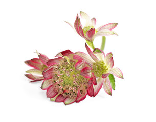 Beautiful fresh pink astrantia flowers isolated on white