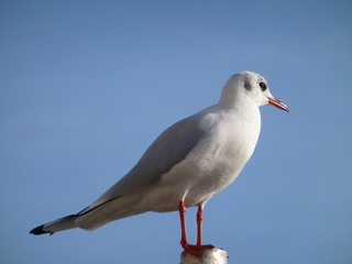 Möwe