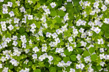 spring background of small blue and white flowers (Veronica persica) on a green meadow, top view