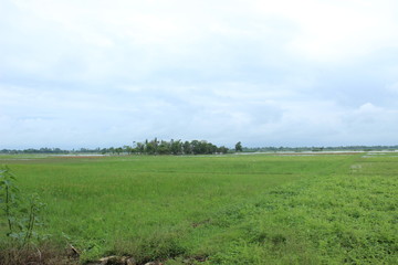 Expanse of green grass in the rainy season in the fields