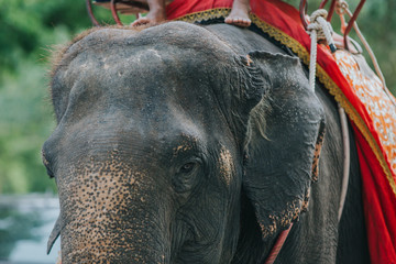 Details of elephant on chains. Elephant exploited for work and tourism in Thailand. 