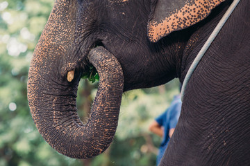 Details of elephant on chains. Elephant exploited for work and tourism in Thailand. 