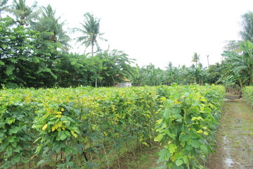 Long bean fields in the rainy season in Indonesia