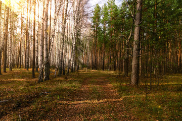 a forest birch on one side and pine on the other forest road in the center