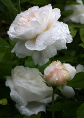 Elegante weiße Rosenblüten und Rosenknospen mit Regentropfen im Garten 