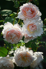 Romantische, Weiß - Rosa farbene Rosen - Kletterrose mit vielen Blüten und Knospen im Garten