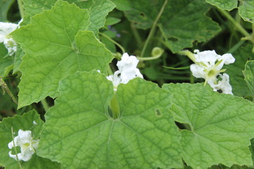 White pumpkin flowers among the green grass