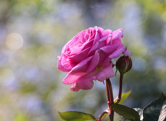 Elegante, aber romatische pink farbene Rosenblüte alleinstehend im Garten vor blauen Vergißmeinicht