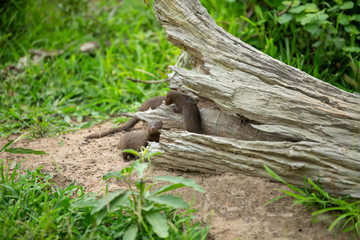 A group of dwarf mongoose playing around a log they use as their home. 