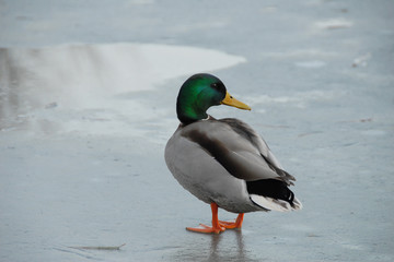 Obraz premium Duck on ice looks to the right