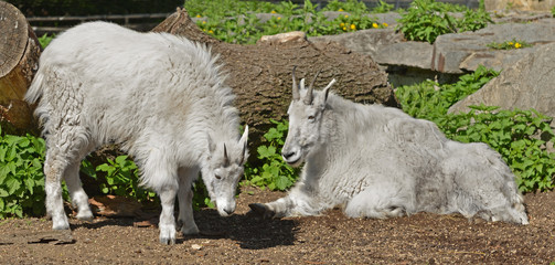 Mountain goat (Oreamnos americanus), also known as Rocky Mountain goat. Mother with adult son
