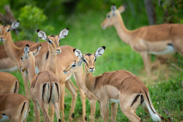 Fototapeta premium A herd of impala with loads of youngsters on an overcast day.