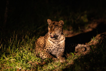 A leopard caught in the spotlight on a night time safari. 