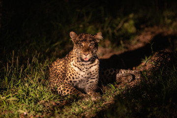 A leopard caught in the spotlight on a night time safari. 