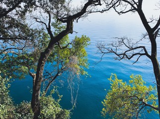 Tree trunks and branches with leaves on the azure water background