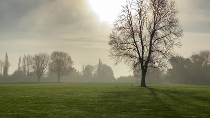Winter morning in the park, tree backlit by the sun - Powered by Adobe