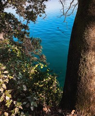 Tree trunks and branches with leaves on the azure water background