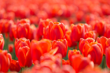 Beautiful Tulips