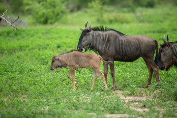 Wildebeest female and calf in the short green grass. 