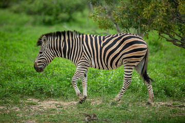 A zebra walking in the open
