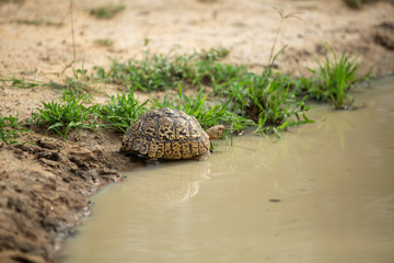 A leopard tortoise drinking from a rain puddle. 