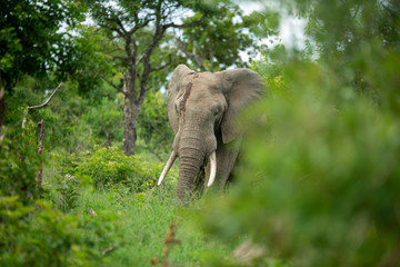 A large elephant bull in the lush green bush.