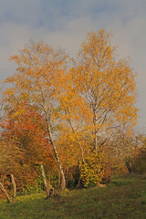 Fototapeta na wymiar Birken im Herbst