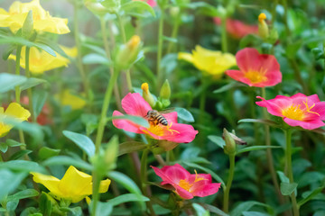 Close up of a striped bee collecting pollen on a yellow flower